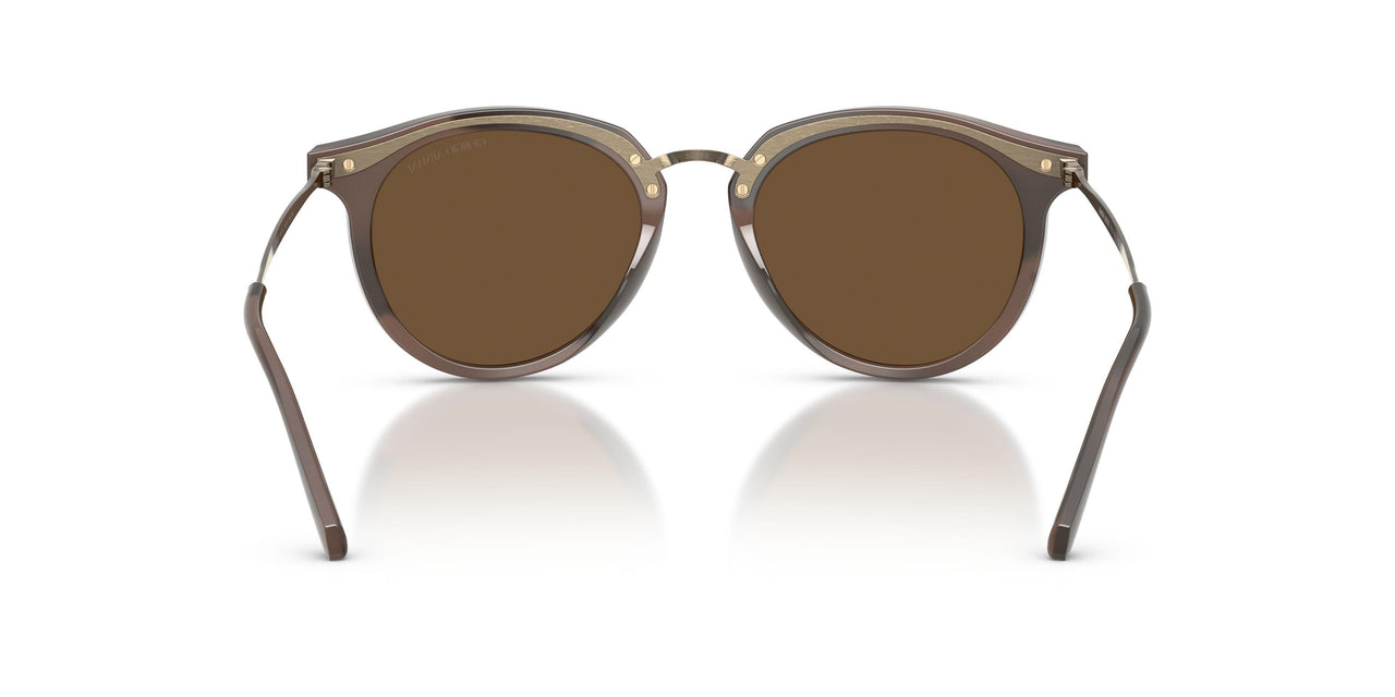 646753 - Tortoise - Dark Brown