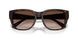 202213 - Tortoise - Brown Gradient
