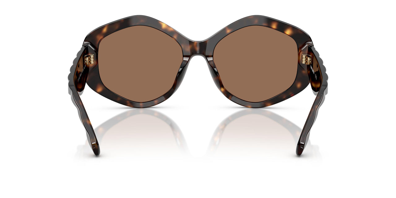 196473 - Tortoise - Brown