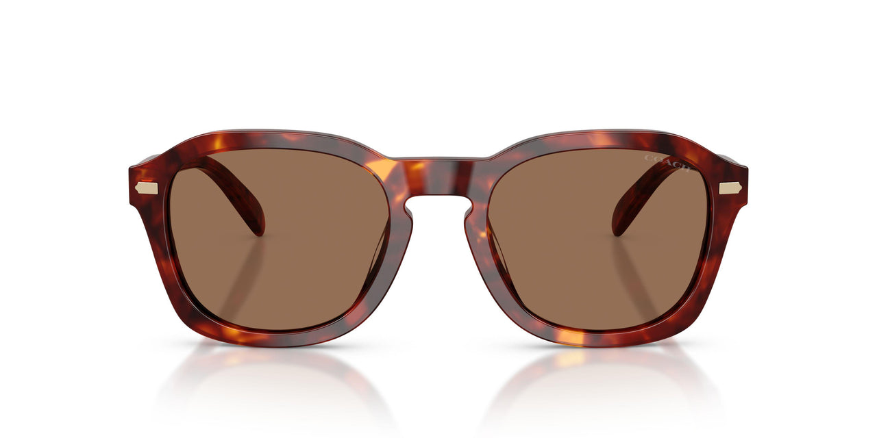 593873 - Tortoise - Brown Solid