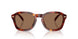 593873 - Tortoise - Brown Solid