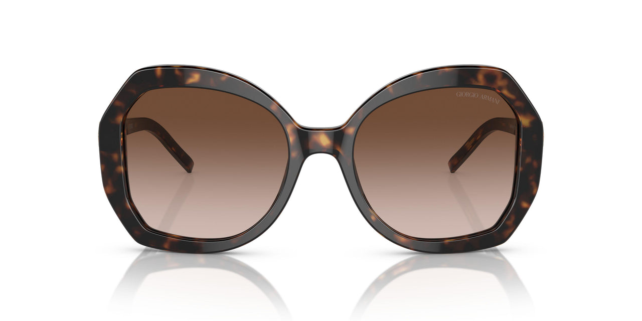 502613 - Tortoise - Gradient Brown