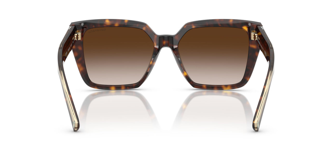 80153B - Tortoise - Brown Gradient