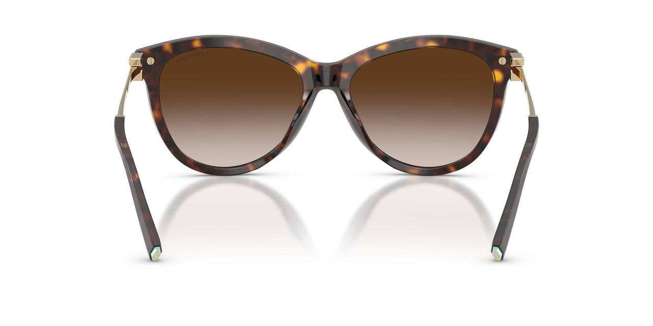 80153B - Tortoise - Brown Gradient