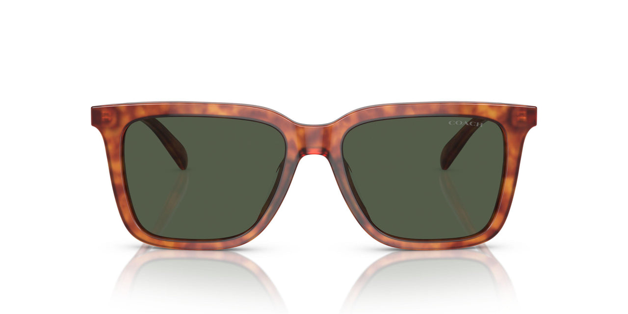 577482 - Tortoise - Green