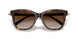 80153B - Tortoise - Brown Gradient