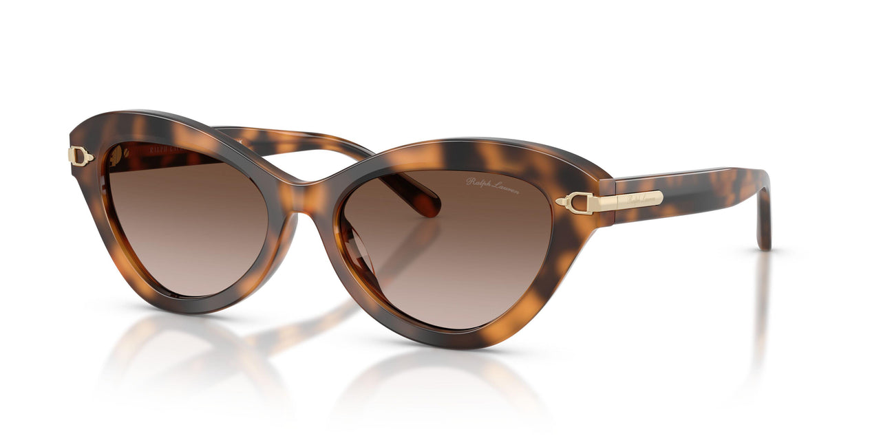 608913 - Tortoise - Gradient Brown