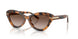 608913 - Tortoise - Gradient Brown