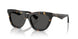 410687 - Tortoise - Dark Grey