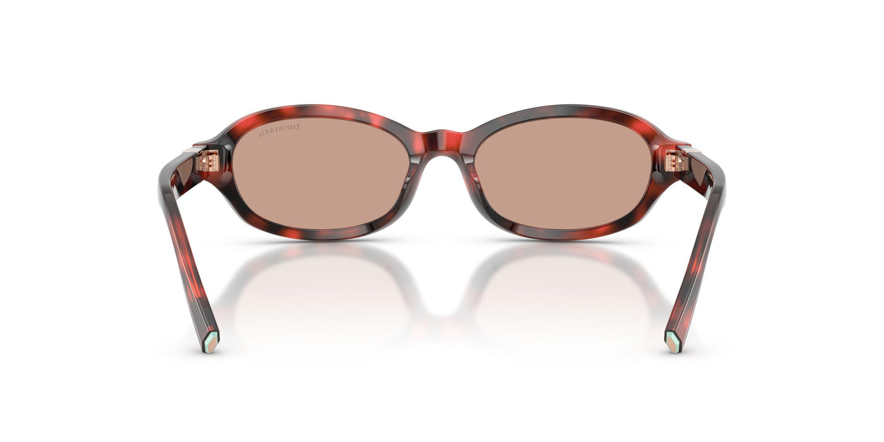 847873 - Tortoise - Brown