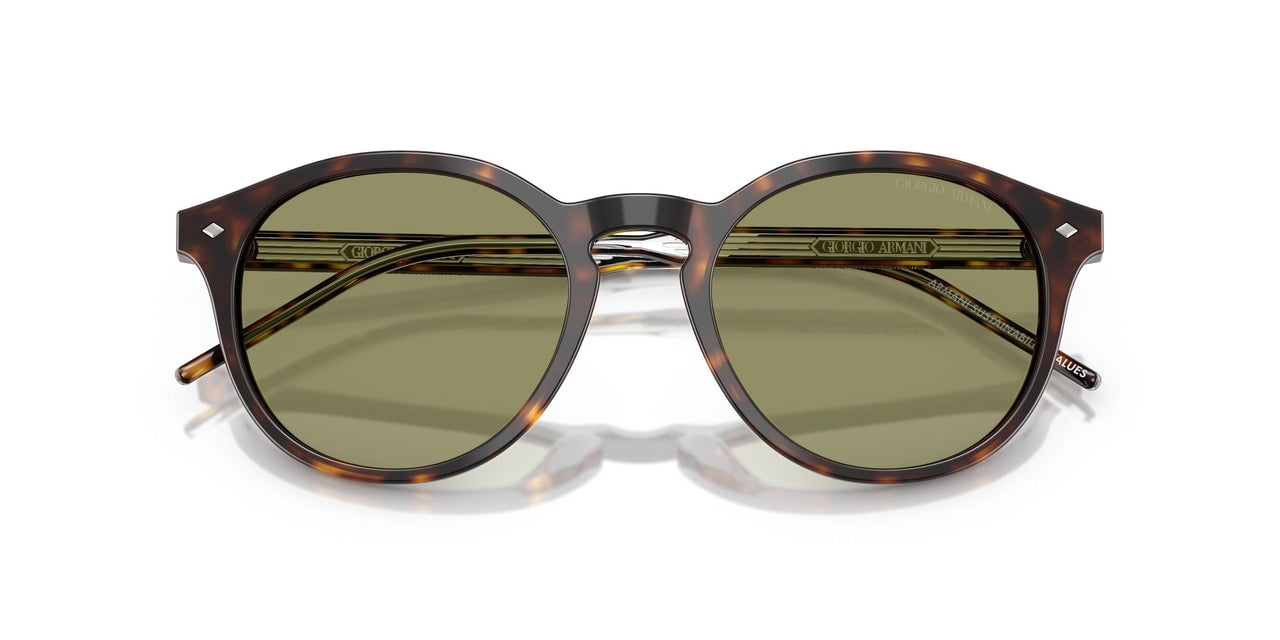 587914 - Tortoise - Green