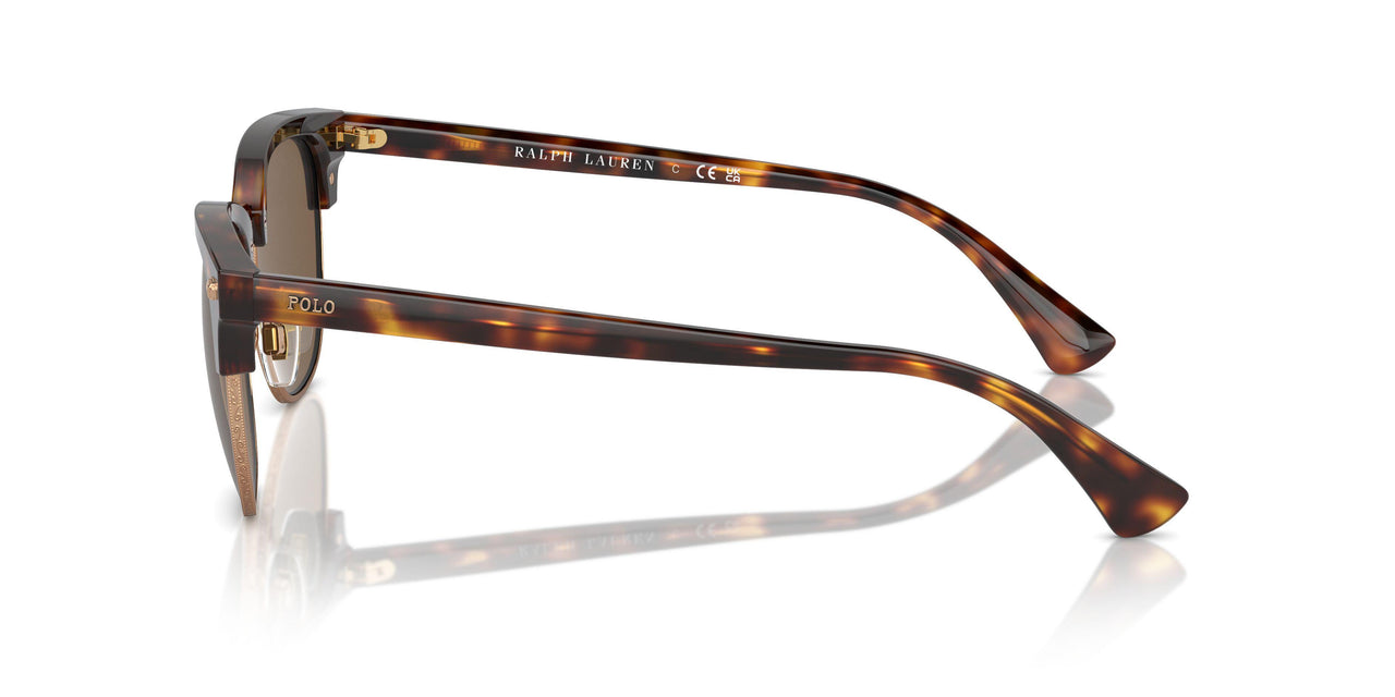 613773 - Tortoise - Brown