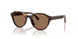 502673 - Tortoise - Dark Brown