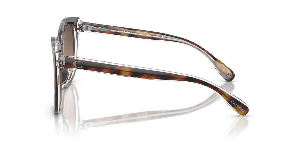 574274 - Tortoise - Brown Gradient