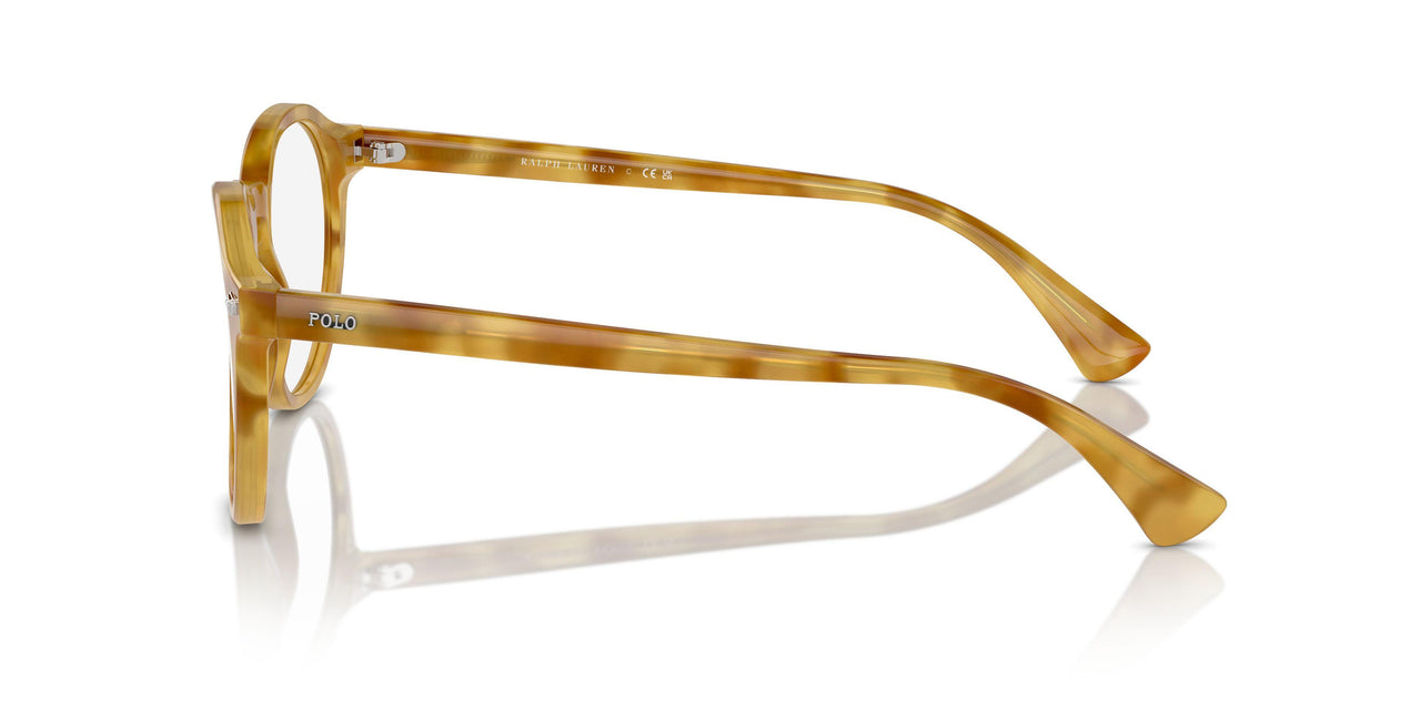 618573 - Tortoise - Brown