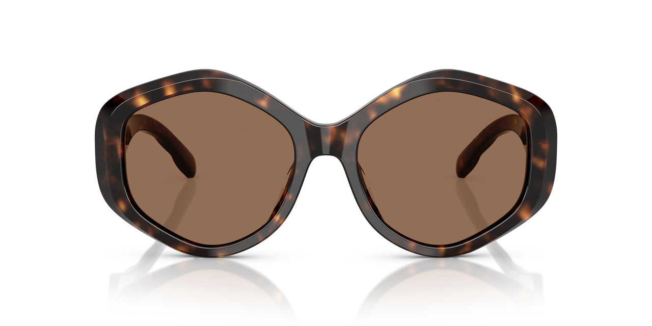 196473 - Tortoise - Brown