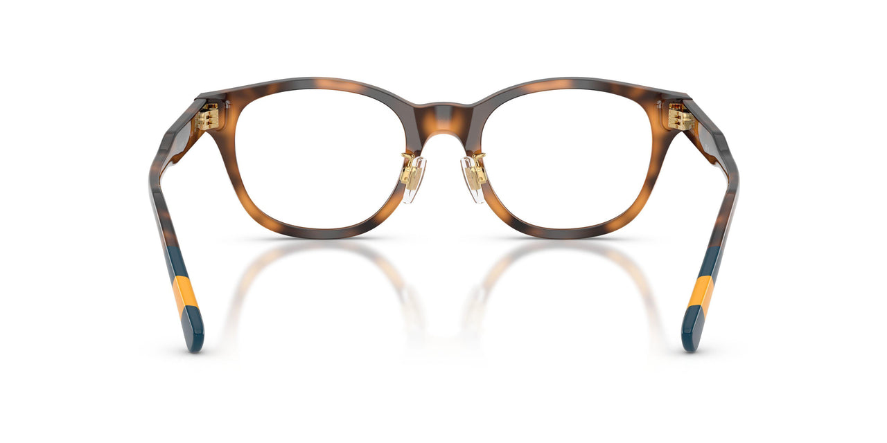 5003 - Tortoise
