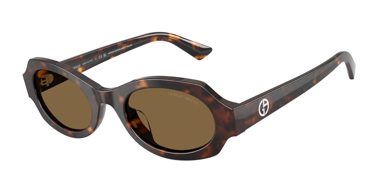 587973 - Tortoise - Brown