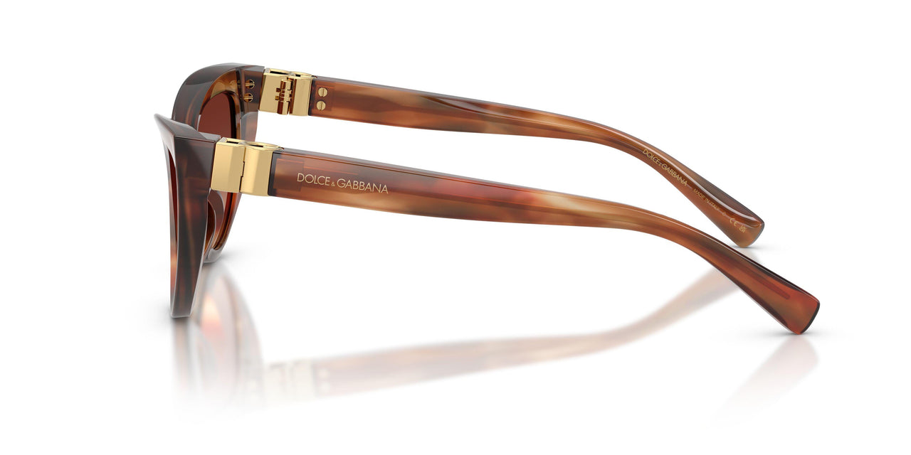 322113 - Tortoise - Gradient Brown