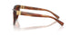 322113 - Tortoise - Gradient Brown