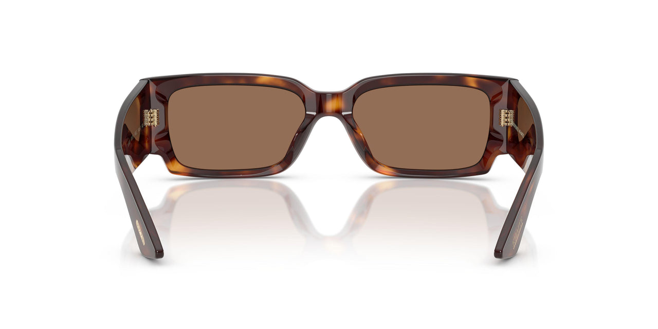 100773 - Tortoise - Brown