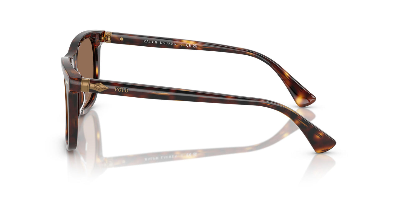 613773 - Tortoise - Dark Brown