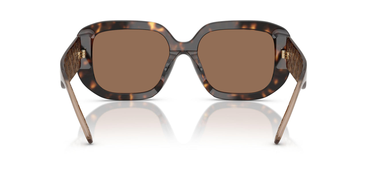 196473 - Tortoise - Brown