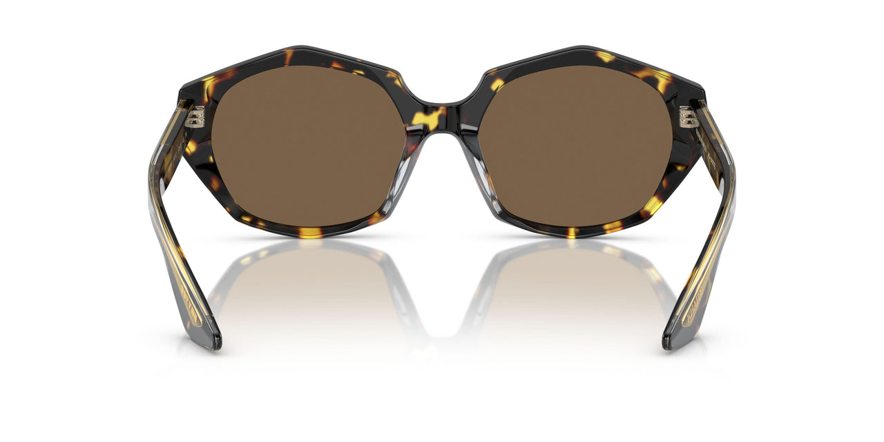 140783 - Tortoise - Brown