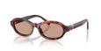 847873 - Tortoise - Brown