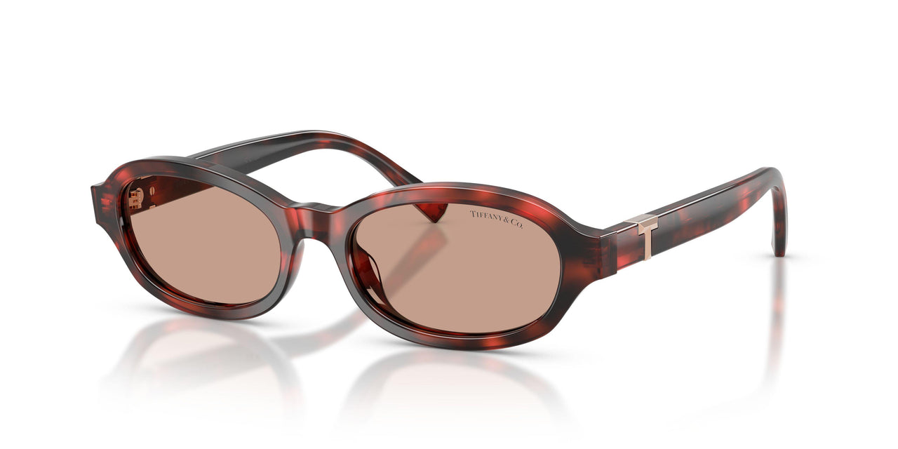 847873 - Tortoise - Brown