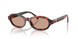 847873 - Tortoise - Brown