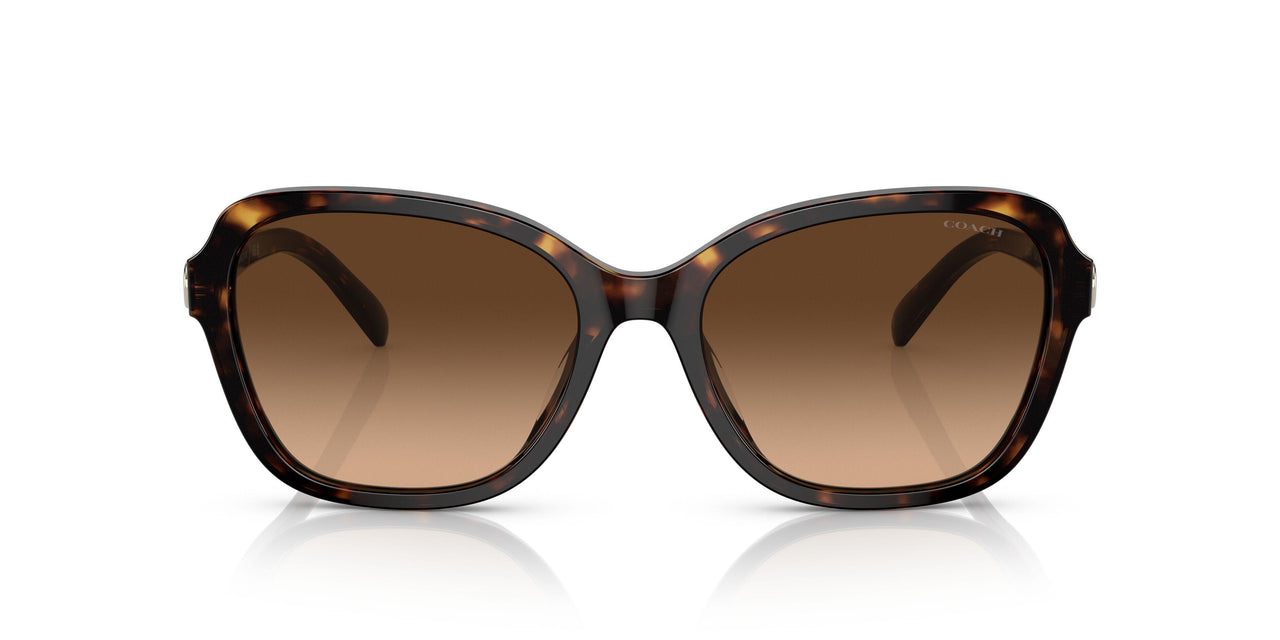 512074 - Havana - Brown Gradient
