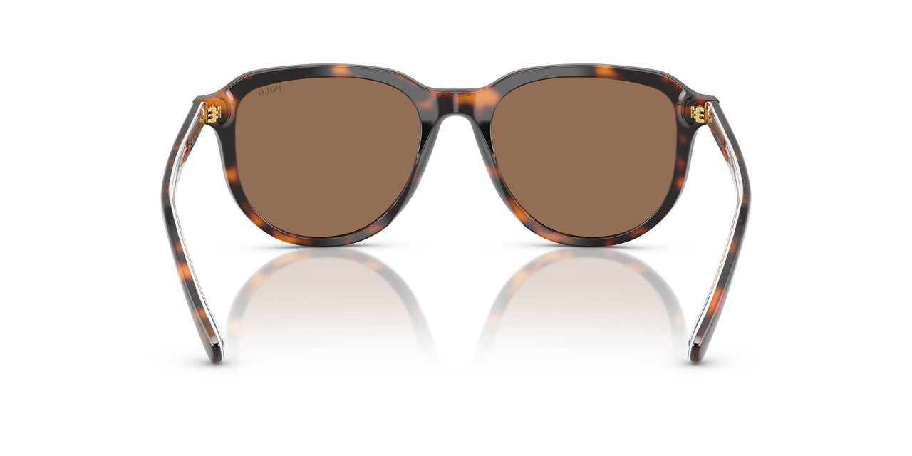 613773 - Tortoise - Dark Brown