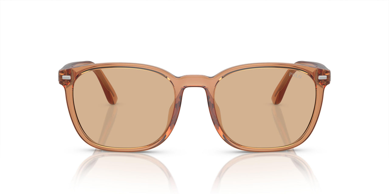 604873 - Brown - Light Brown