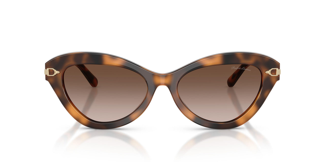 608913 - Tortoise - Gradient Brown