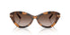 608913 - Tortoise - Gradient Brown