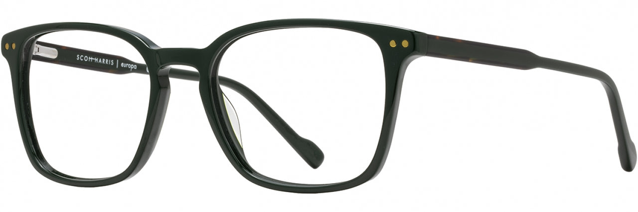1 - Forest / Tortoise