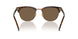 613773 - Tortoise - Brown