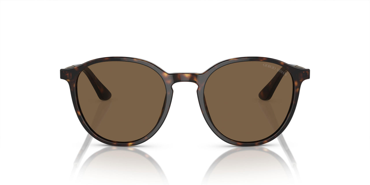 502673 - Tortoise - Dark Brown