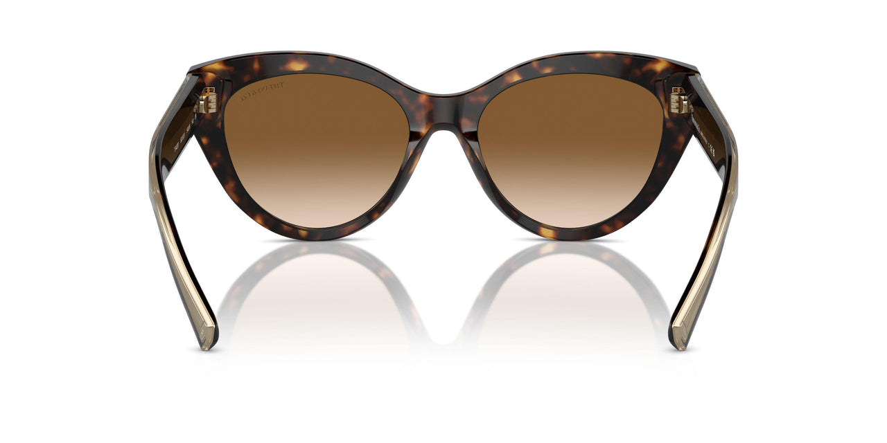 801551 - Tortoise - Clear Gradient Brown