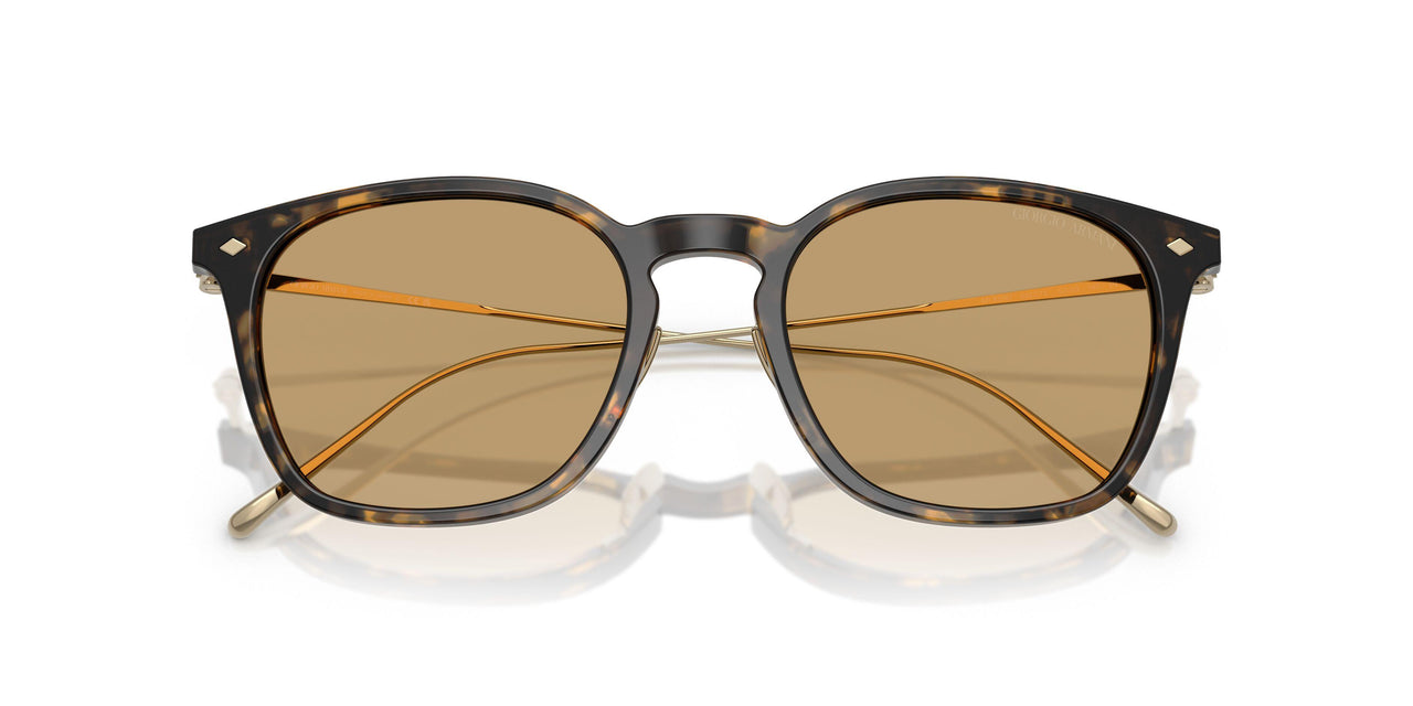 620773 - Tortoise - Brown
