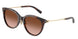 80153B - Tortoise - Brown Gradient
