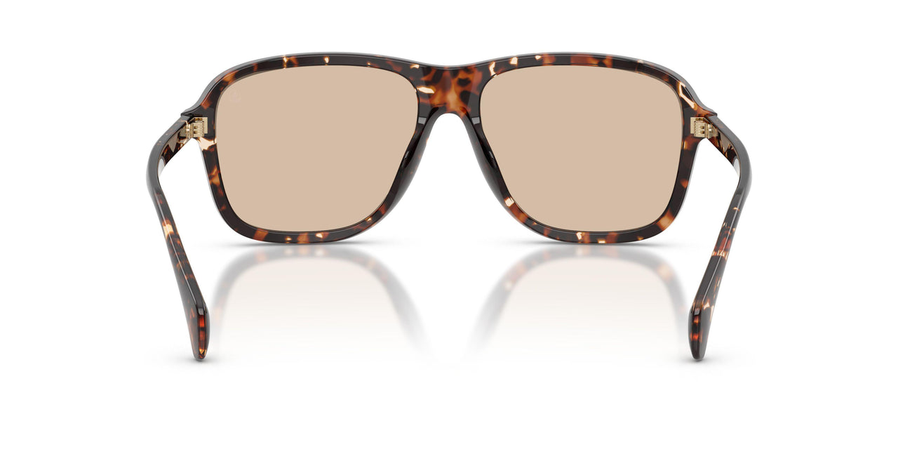 304893 - Tortoise - Gradient Brown