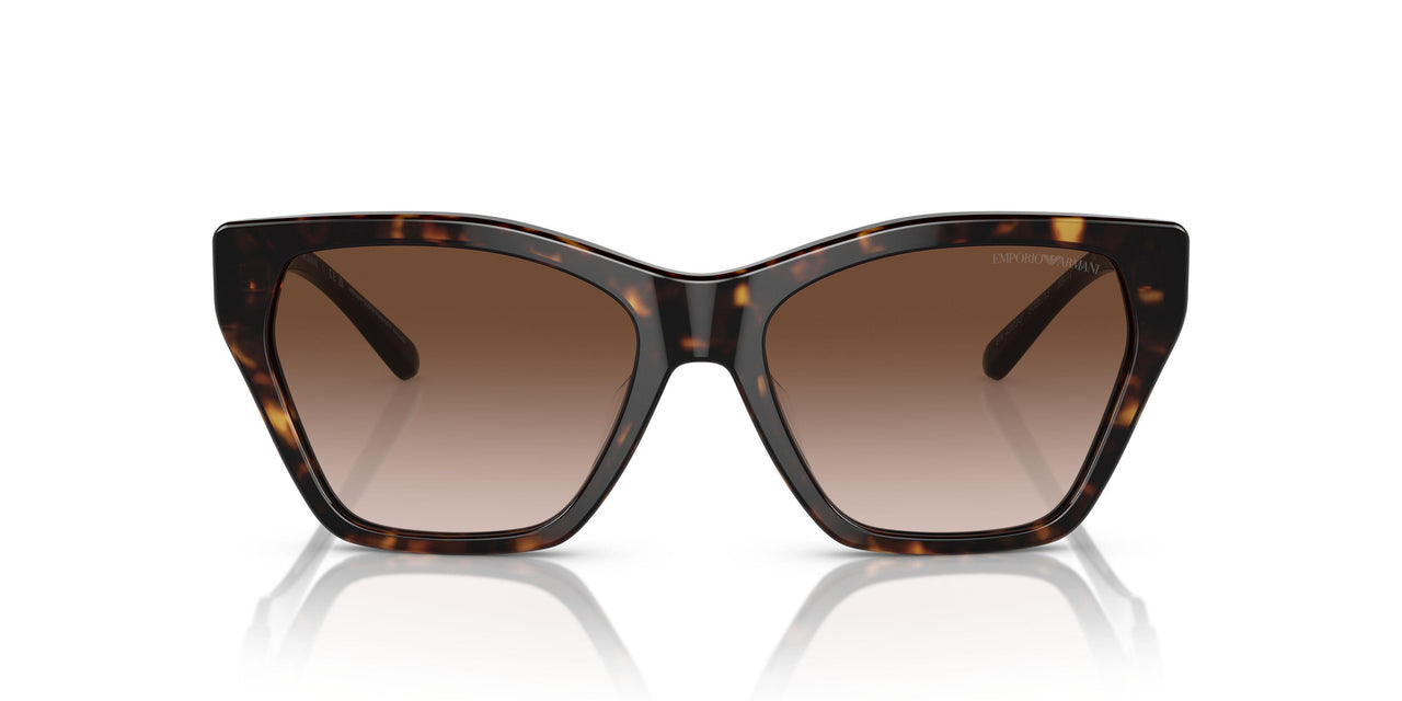 502613 - Tortoise - Gradient Brown