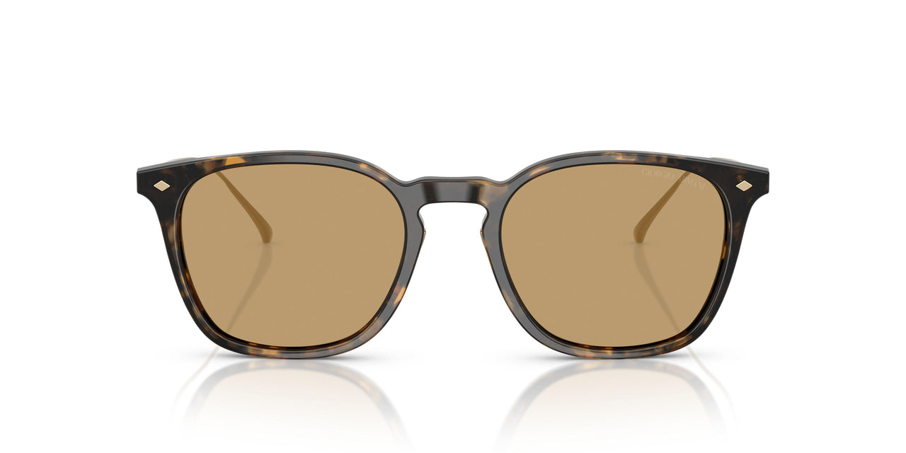 620773 - Tortoise - Brown