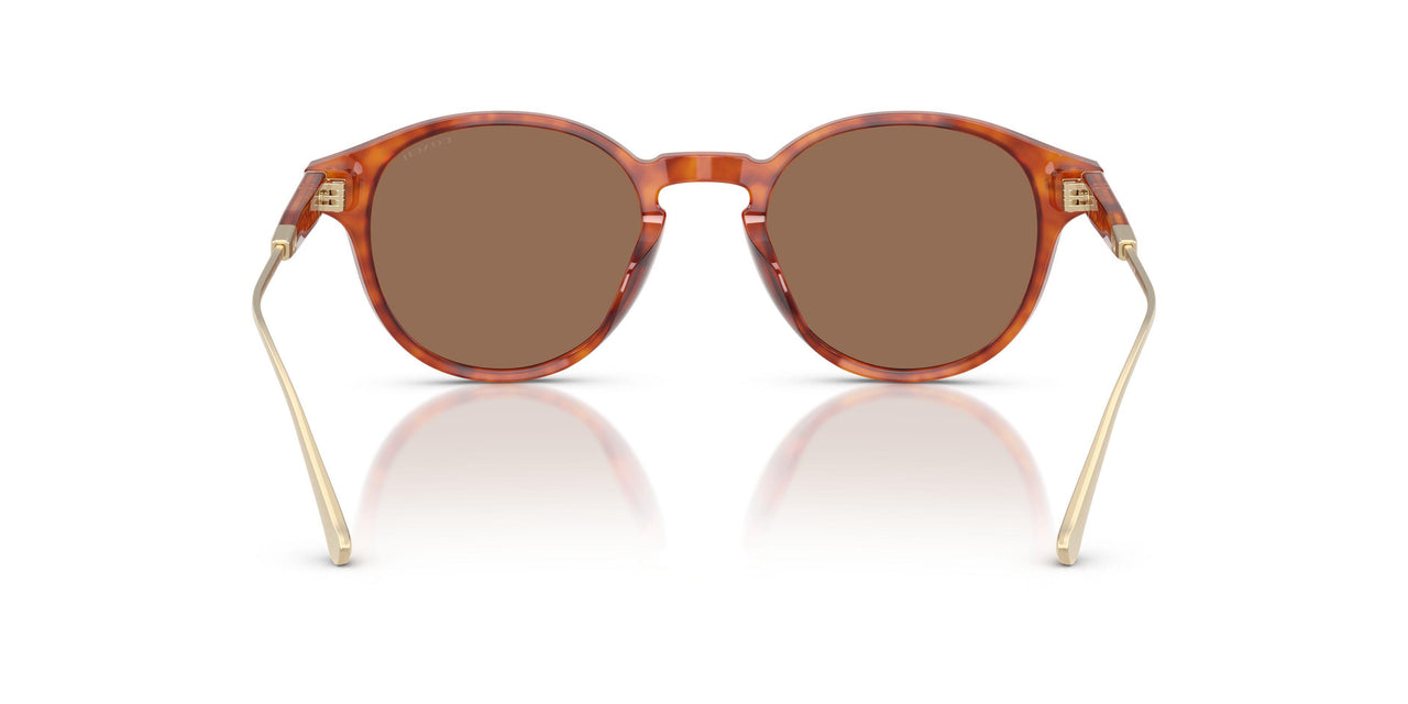 577473 - Tortoise - Brown Solid