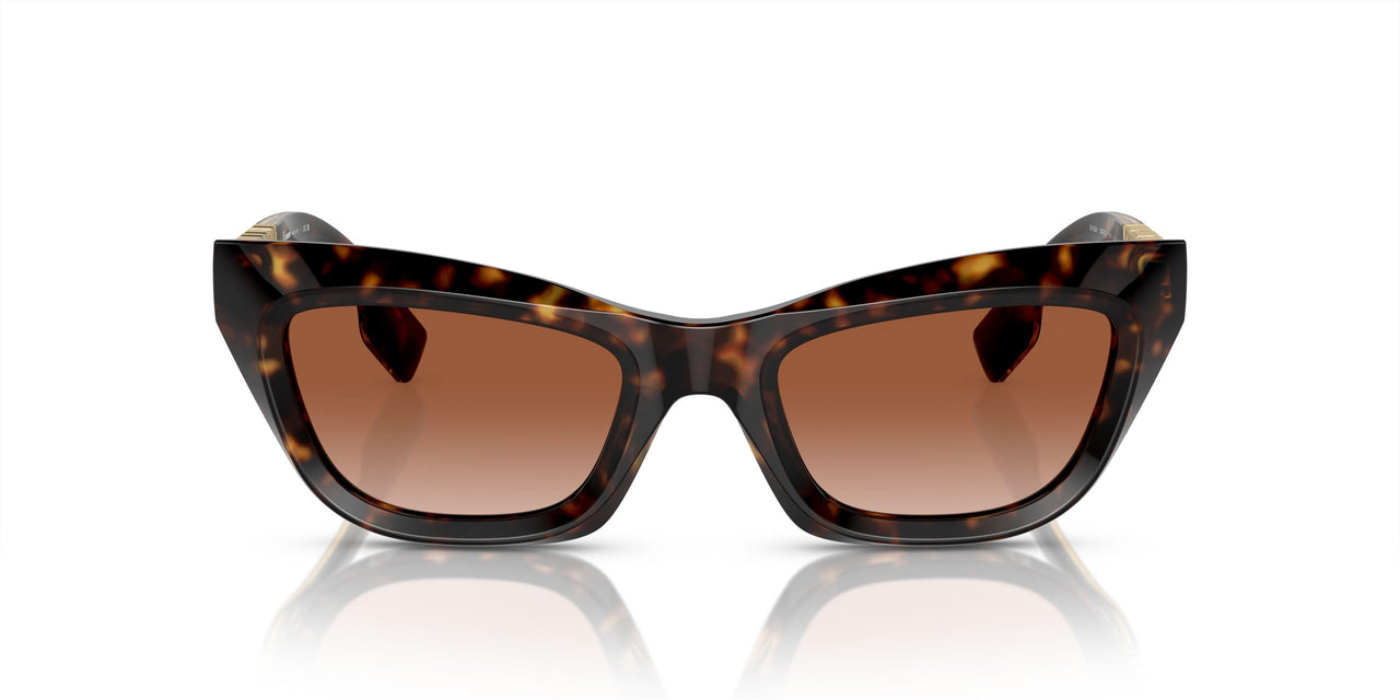 300213 - Brown - Brown Gradient