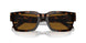 612433 - Tortoise - Brown
