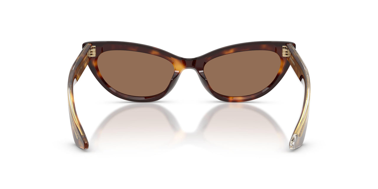 100773 - Tortoise - Brown