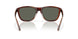 912406 - Tortoise - Gray